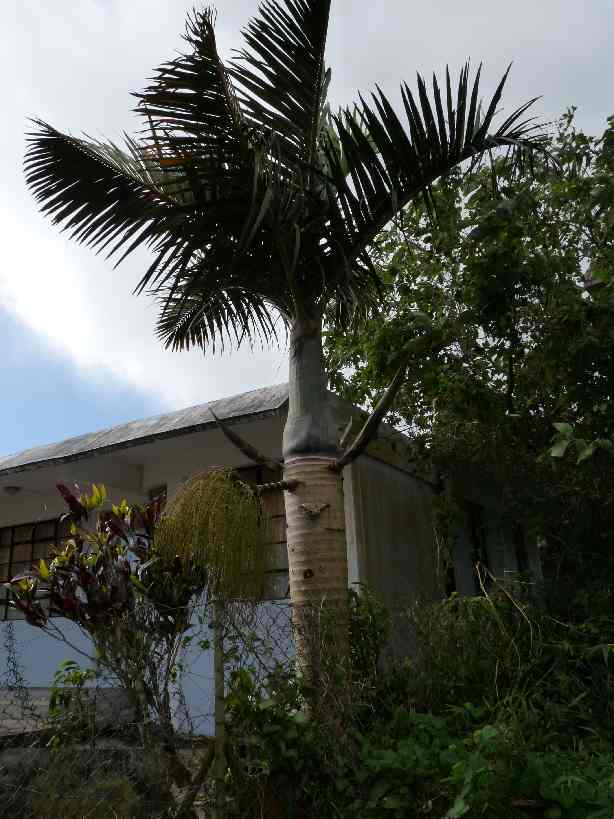 Mau_Fl_24