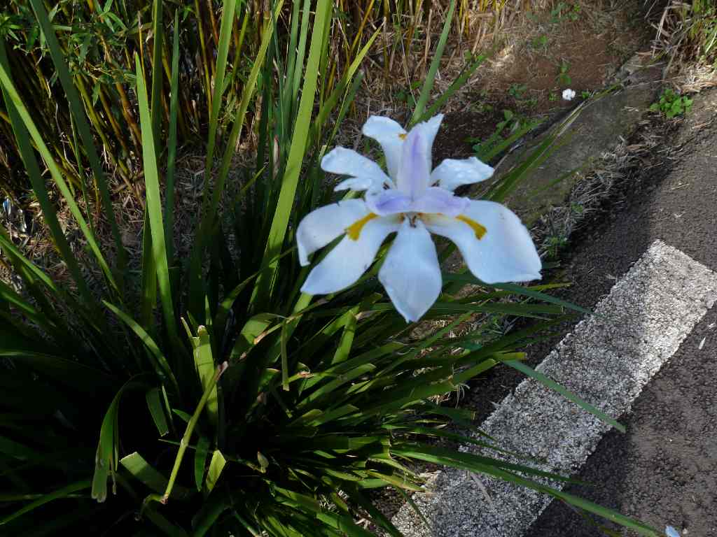 Mau_Fl_25