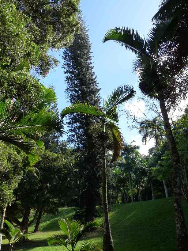 Mau_Fl_35