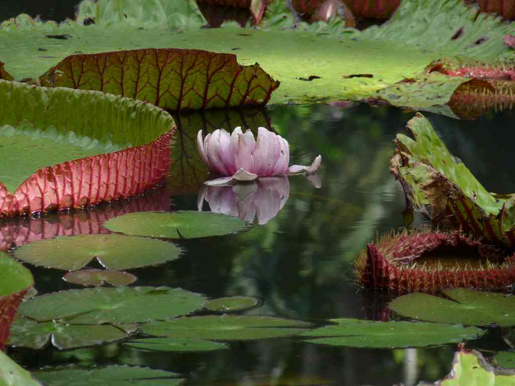 Mau_Fl_40