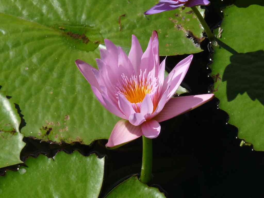 Mau_Fl_46