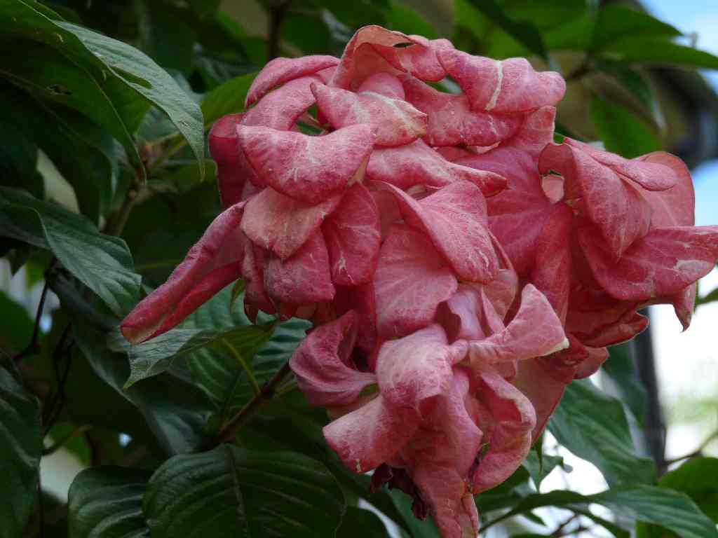 Mau_Fl_50