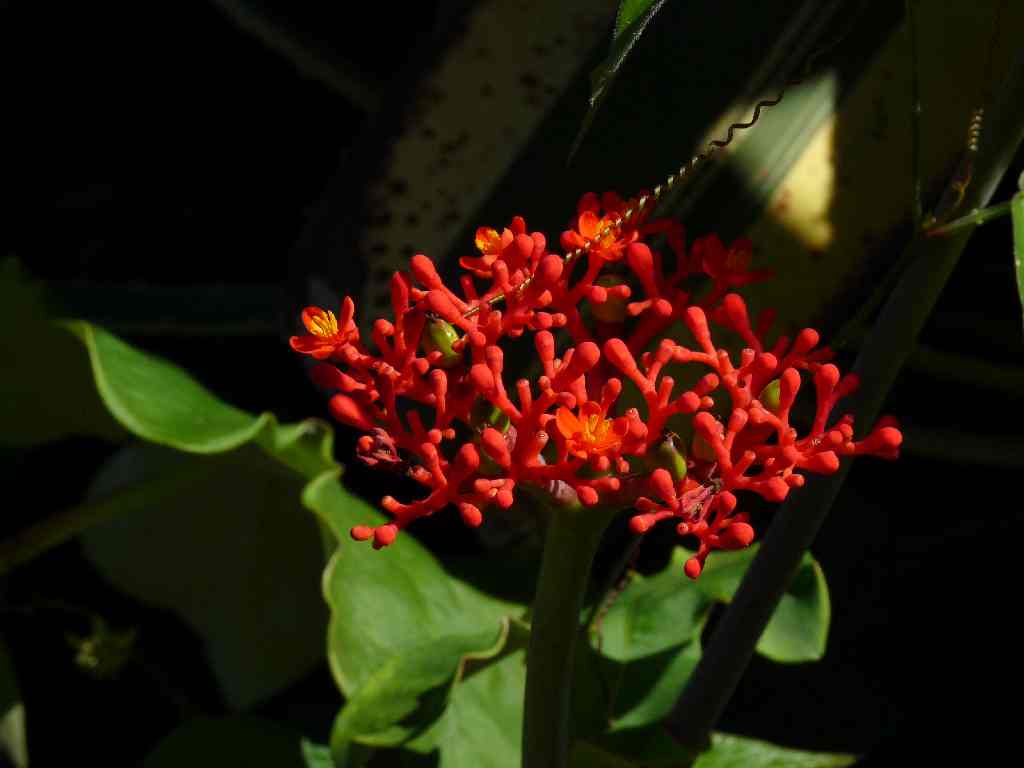 Mau_Fl_57