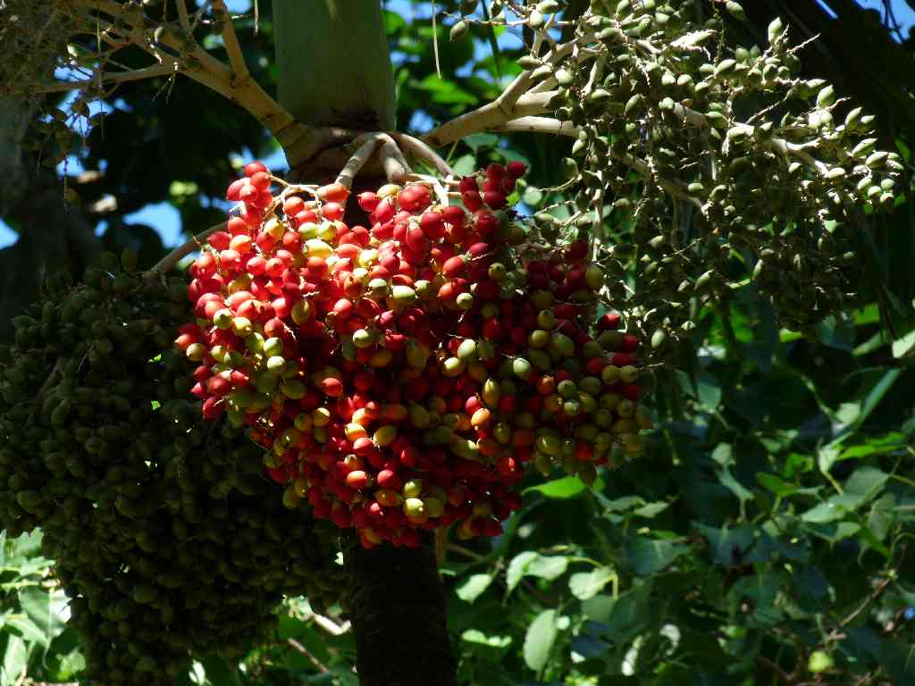 Mau_Fl_64