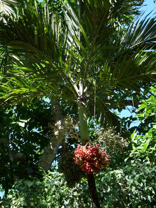 Mau_Fl_65