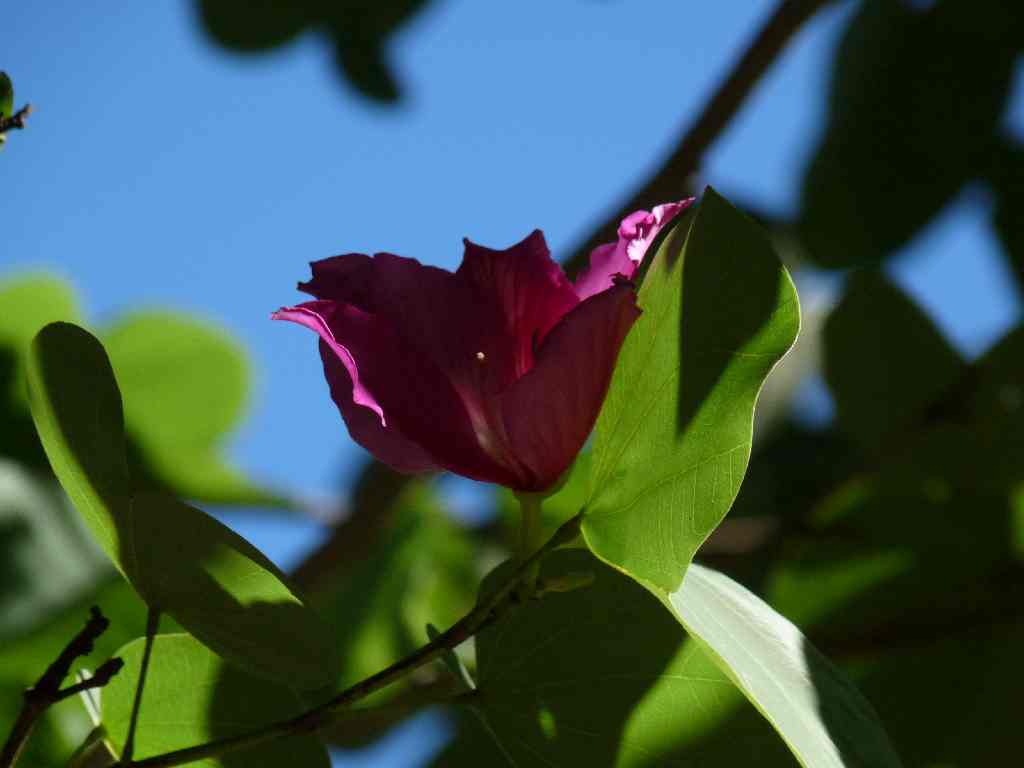 Mau_Fl_66