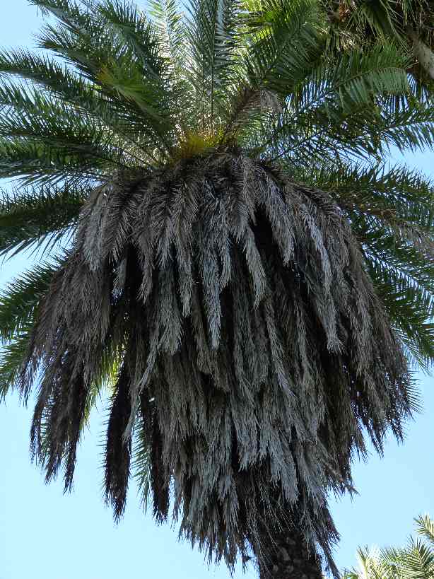 Mau_Fl_68