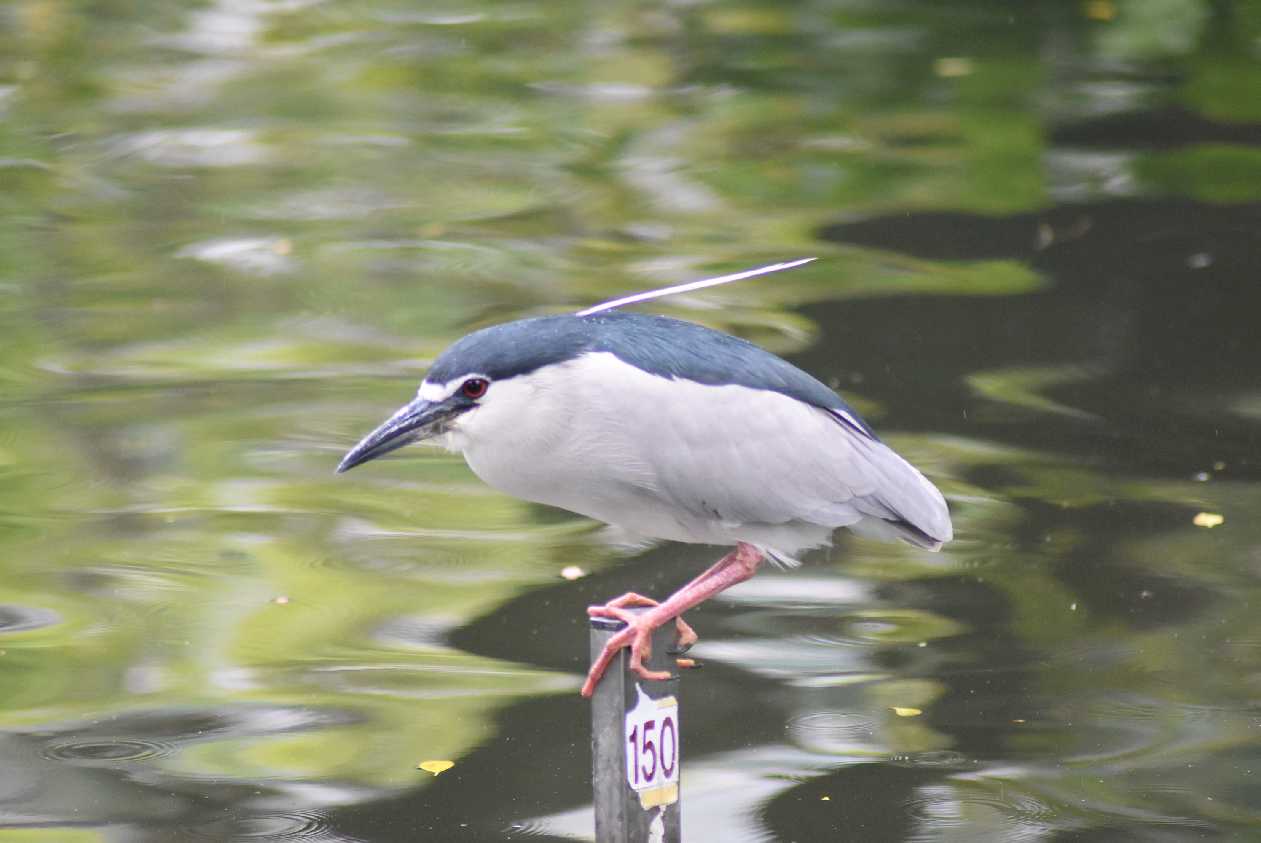 Tai_Fa_37