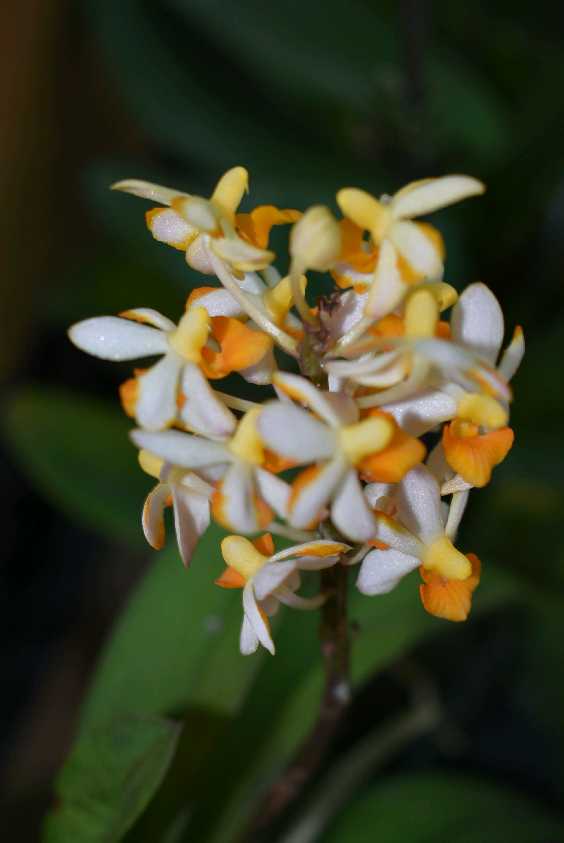 Tai_Fl_10