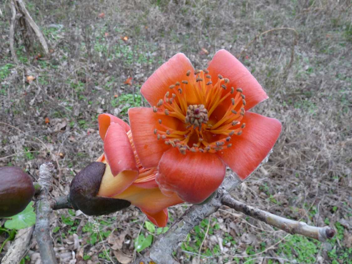 Tai_Fl_43