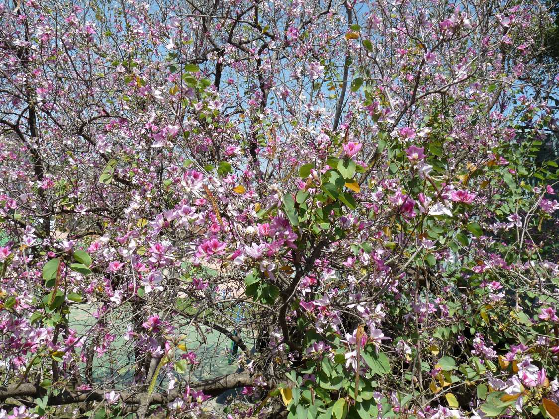 Tai_Fl_46