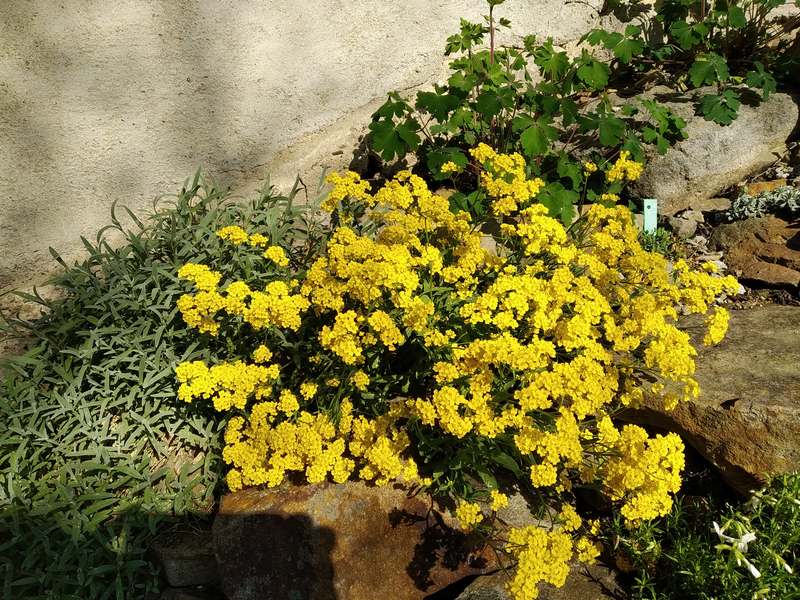 Alyssum saxatile Goldkugel_b