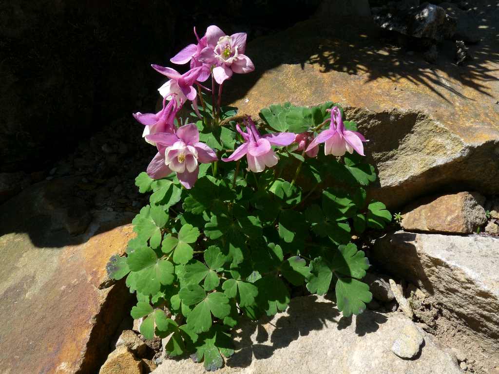 Aquilegia sp._a