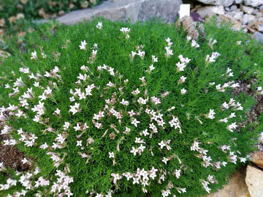 Asperula gussonei_a