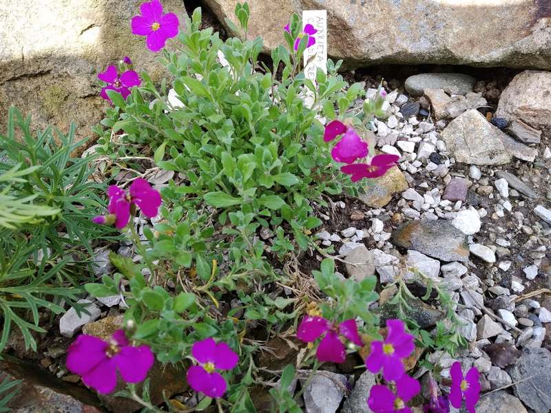 Aubrieta  x cultorum ´Cascade Red´