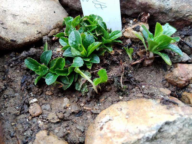 Campanula chamissonis