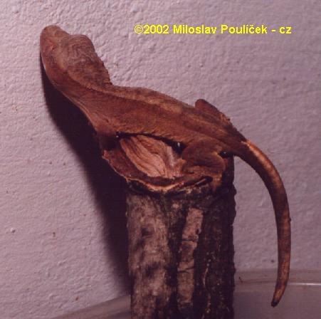 rhacodactylus_ciliatus_mlade