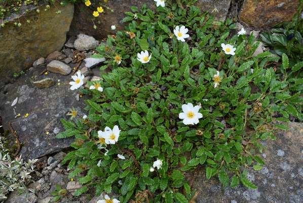 Dryas octopetala_a