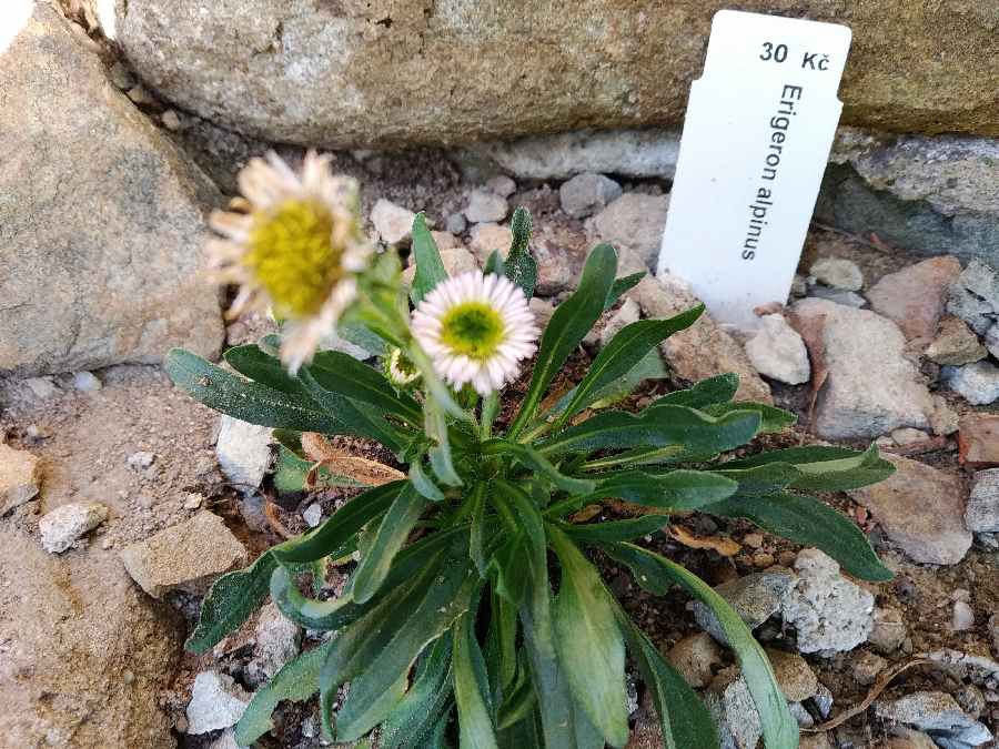 Erigeron alpinus