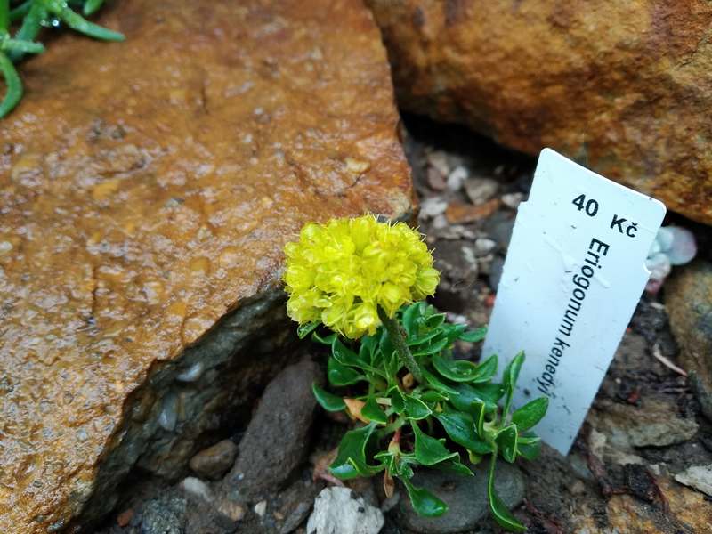 Eriogonum umbellatum