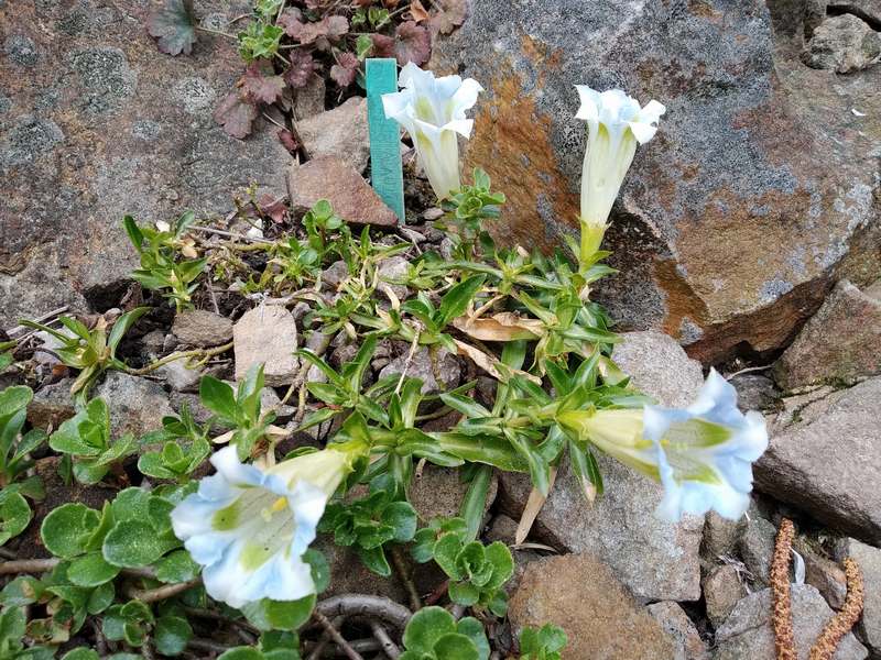 Gentiana angustifolia Alba