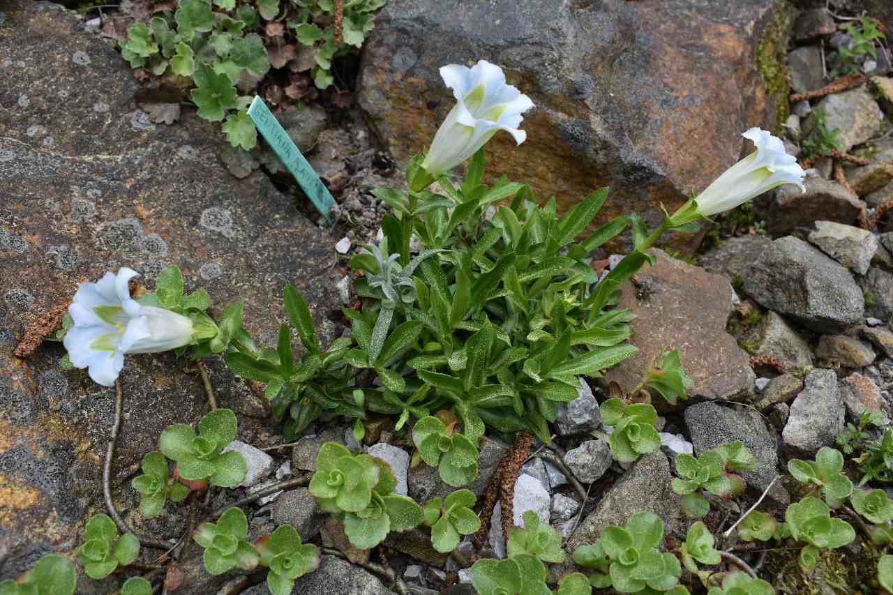 Gentiana angustifolia 'Alba'_a