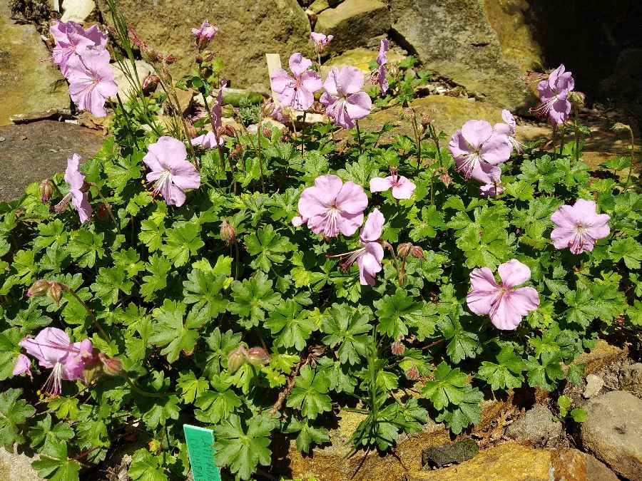 Geranium dalmaticum_a