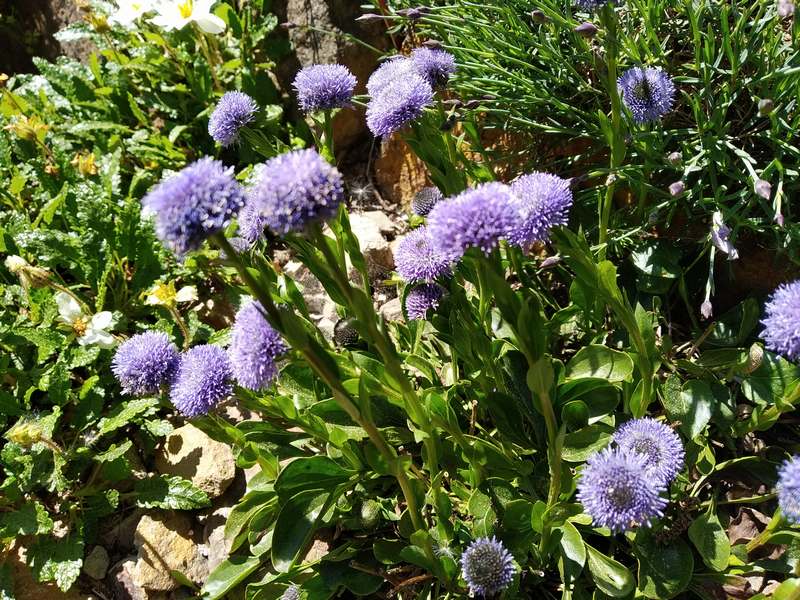 Globularia punctata_a