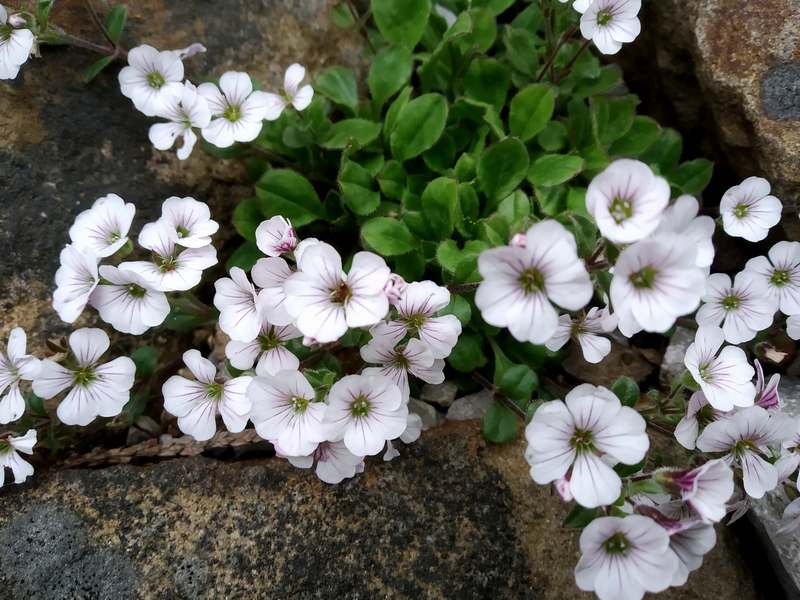 Gypsophila cerastioides_a