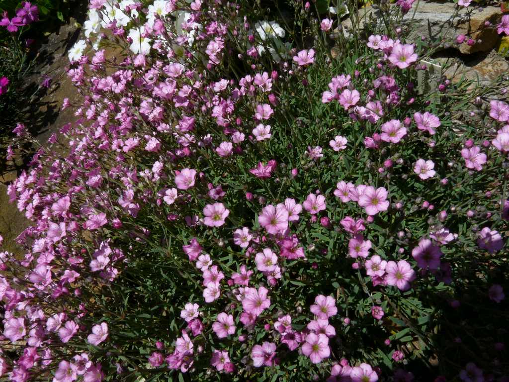 Gypsophila repens