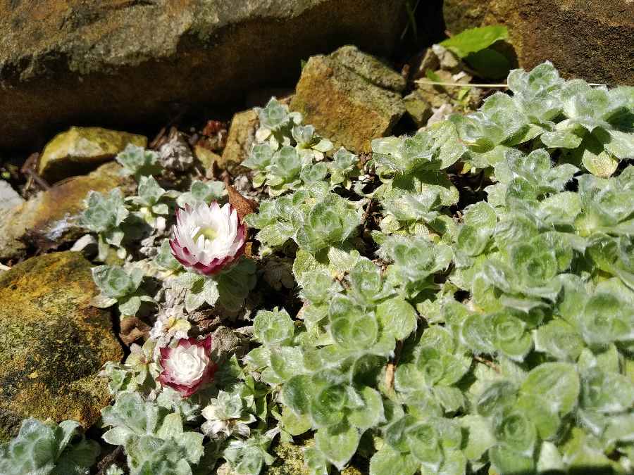 Helichrysum milfordiae