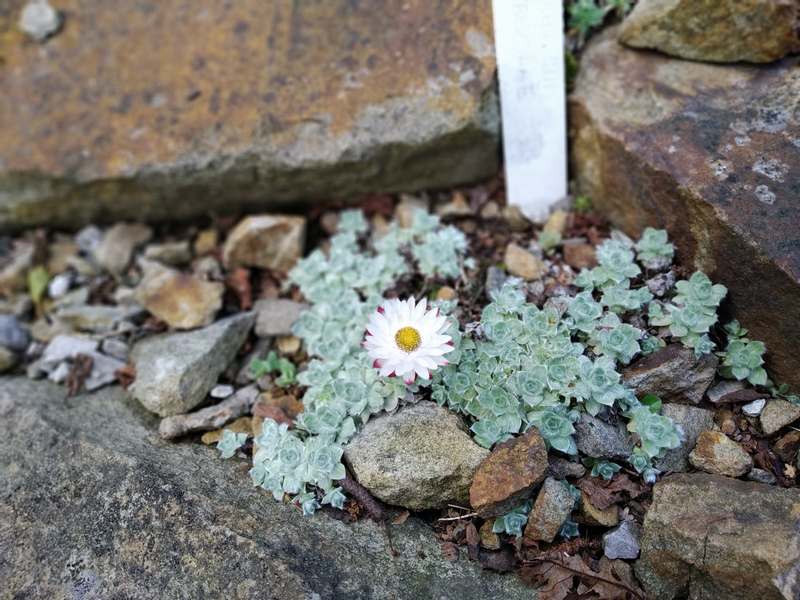 Helichrysum milfordiae_a