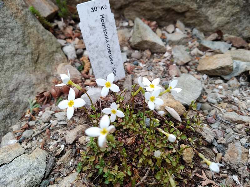 Houstonia caerulea Alba