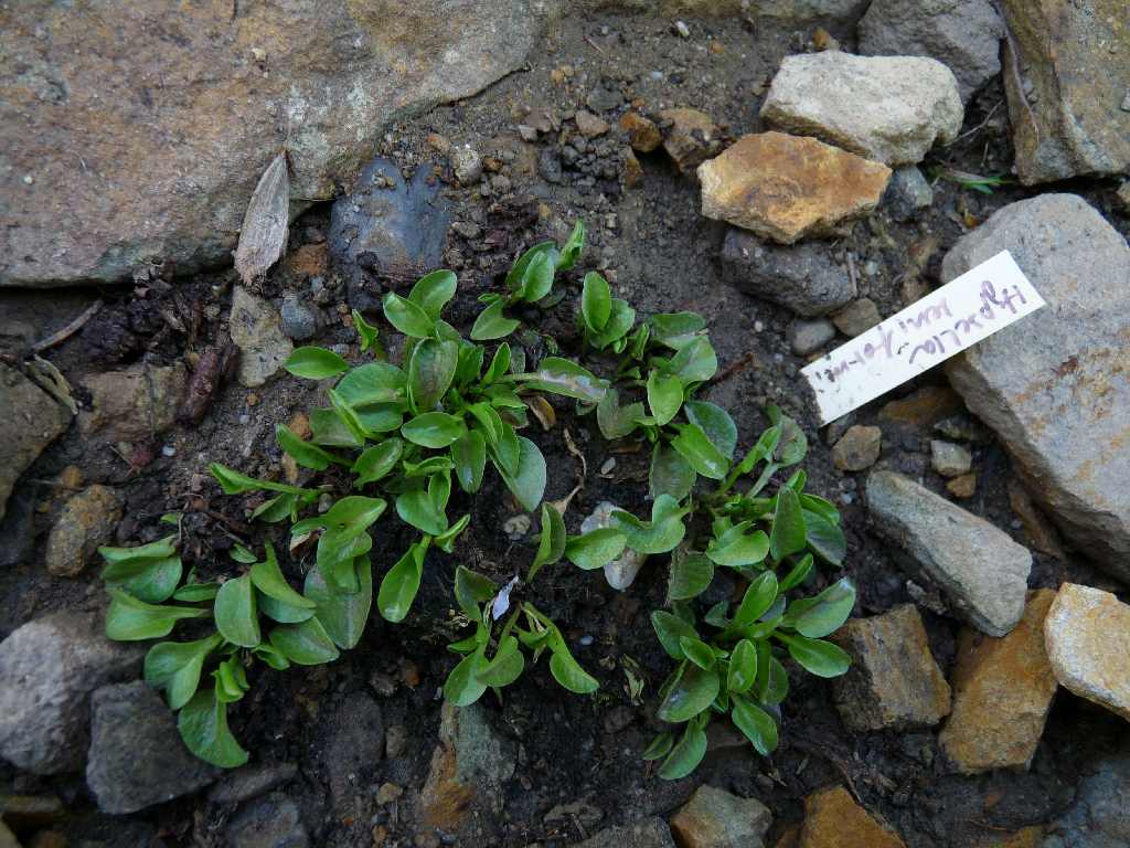 Hypsella reniformis