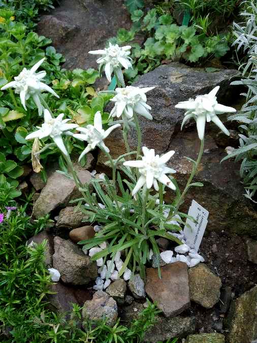 Leontopodium alpinum´ Zugspitze´