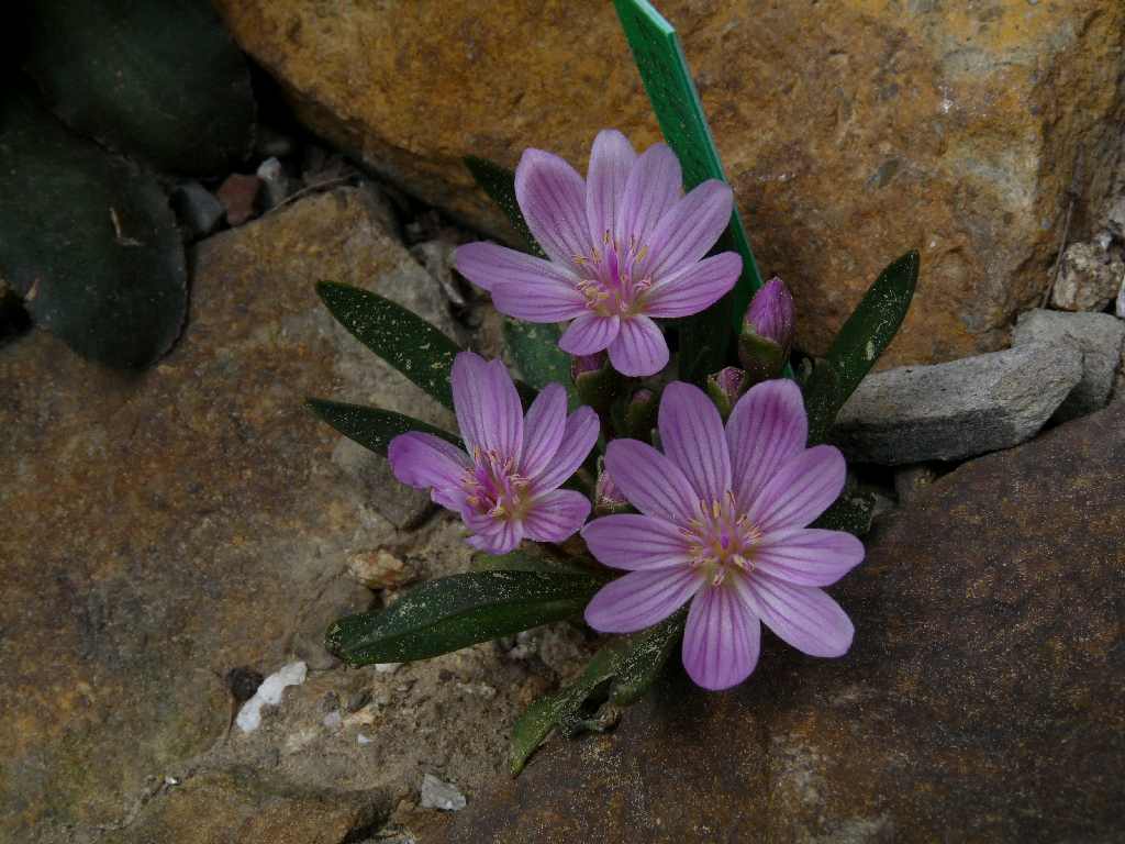 Lewisia rediviva