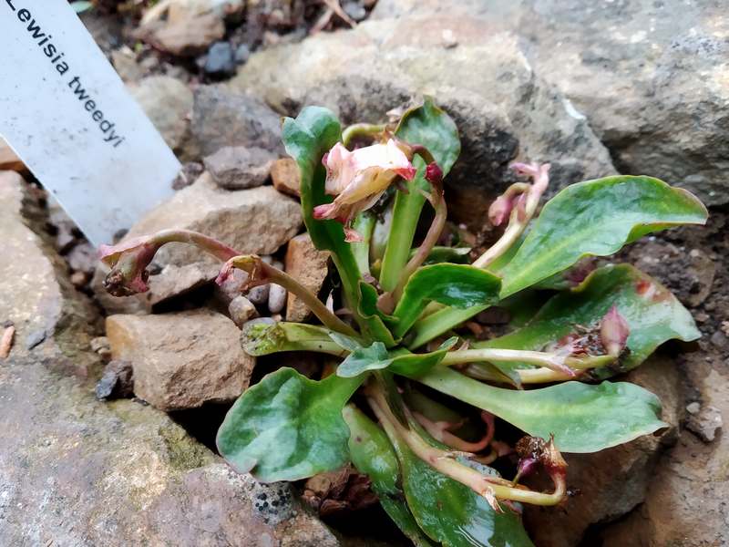 Lewisia tweedyi