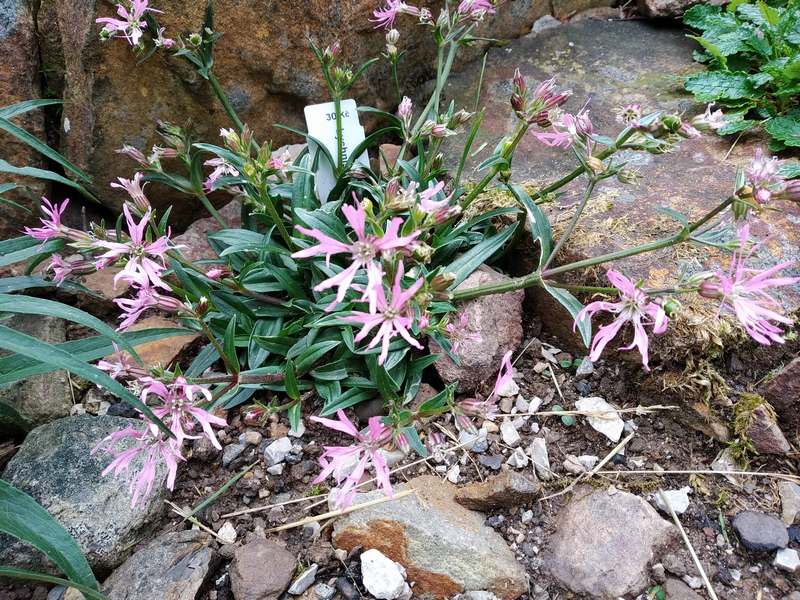 Lychnis flos-cuculi Nana