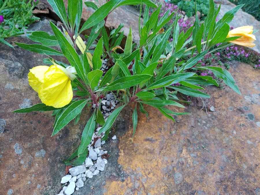 Oenothera macrocarpa (missouriensis)_a