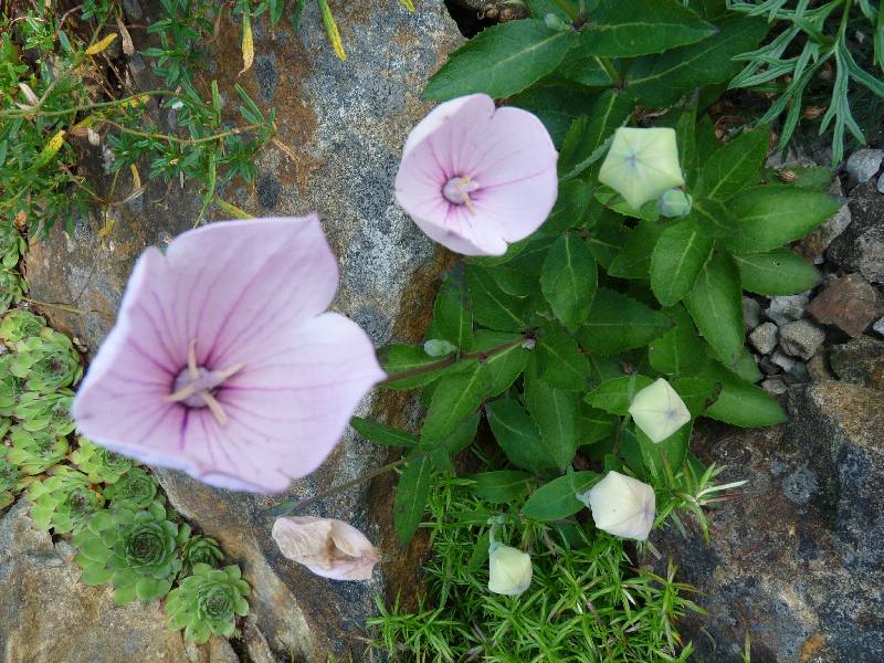 Platycodon grandiflorum Astra Rose_a