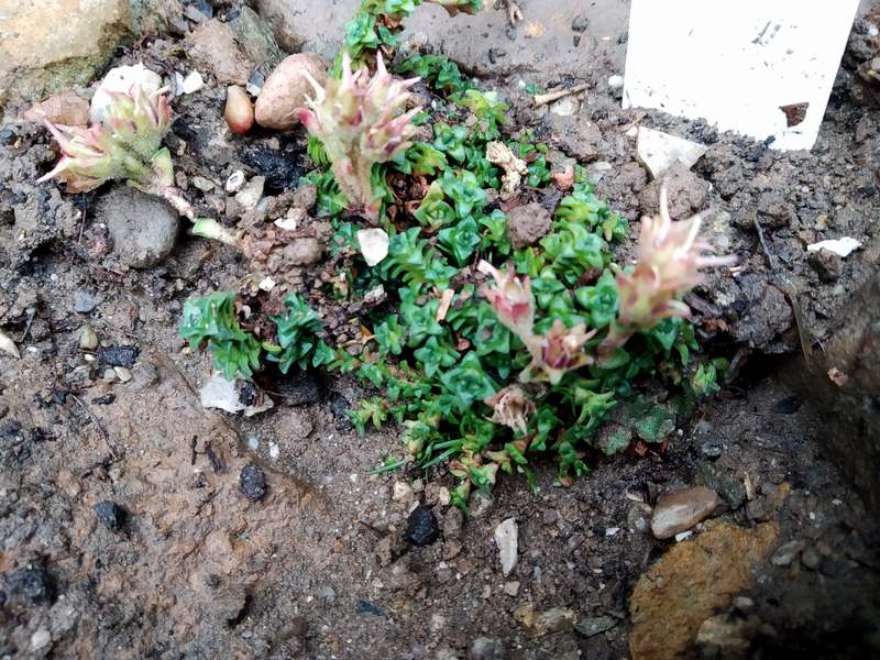 Saxifraga retusa