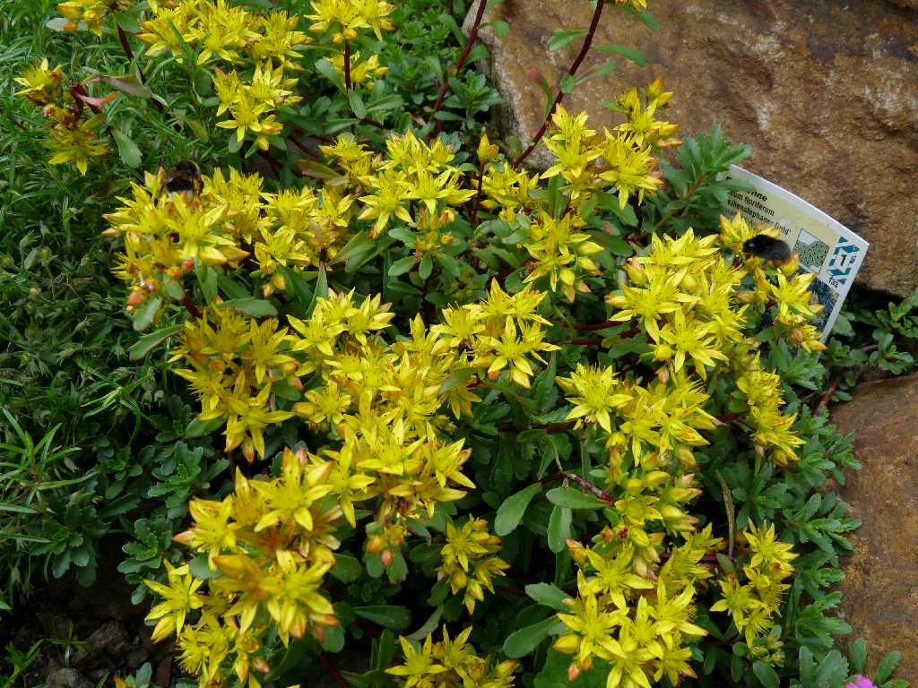 Sedum floriferum Weihenstephaner Gold