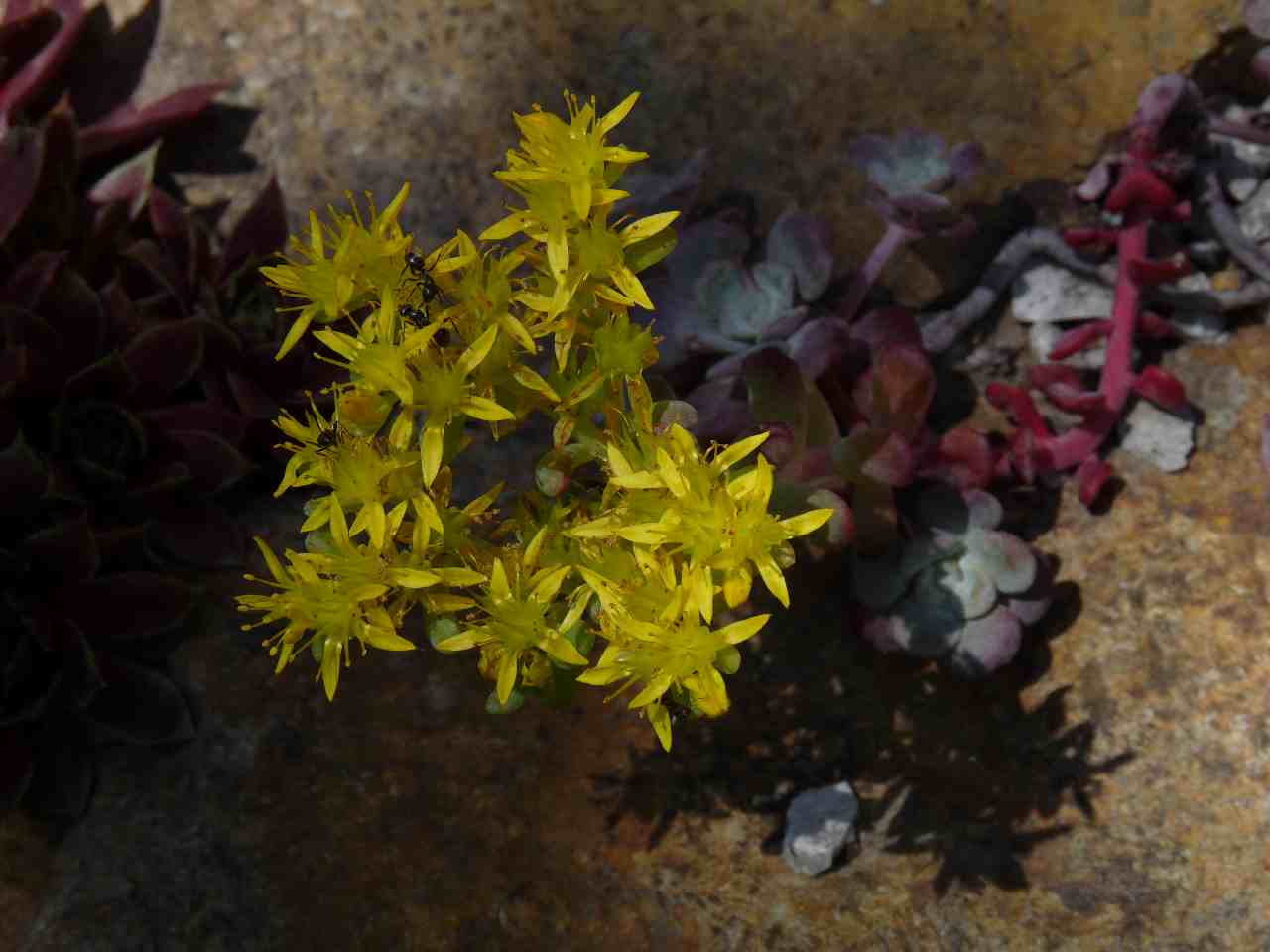 Sedum spathulifolium 'Purpureum'