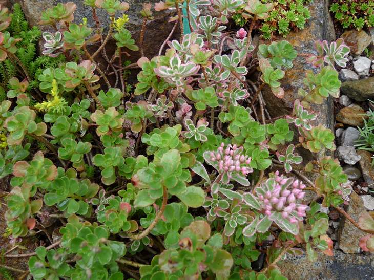 Sedum spurium Tricolor_b