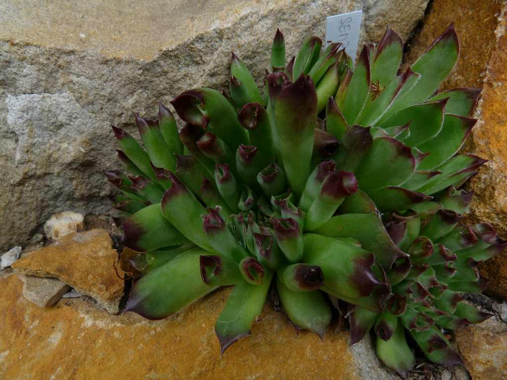 Sempervivum ´Oddity´