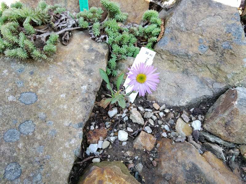 Townsendia florifer