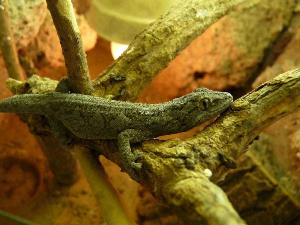 Strophurus intermedius09