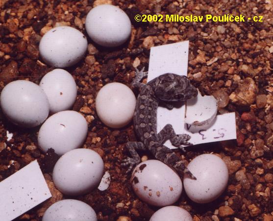 teratolepis_fasciata_juv4