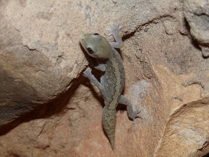 Diplodactylus vittatus03