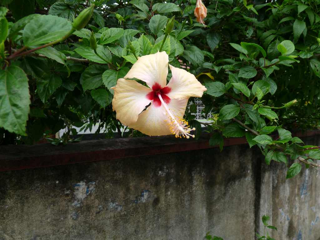 S_Fl_012